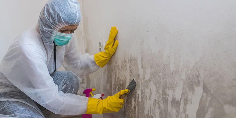 The Role of Mold Testing in Air Quality: 3 Things to Know