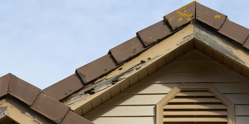 Inspection Essentials: Why WDO Termite Inspections are Crucial